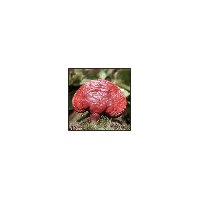 REISHI podhoubí na kolkáh 100 ks REISHI podhoubí na kolkáh 100 ks