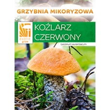 copy of Kozák březový (...