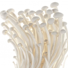 Enoki – hotový substrát 3kg
