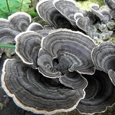 copy of REISHI- Lesklokorka...