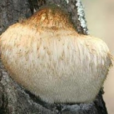 Korálovec ježatý podhoubí na kolkáh 20ks