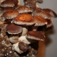 SHIITAKE zrnité podhoubí 1kg