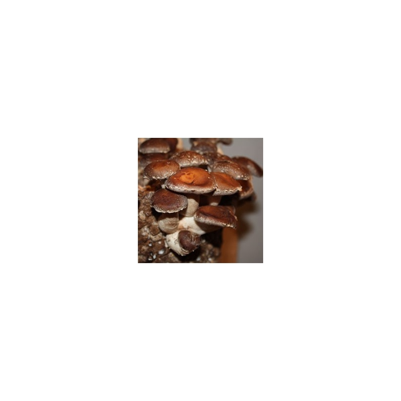 SHIITAKE zrnité podhoubí 1kg