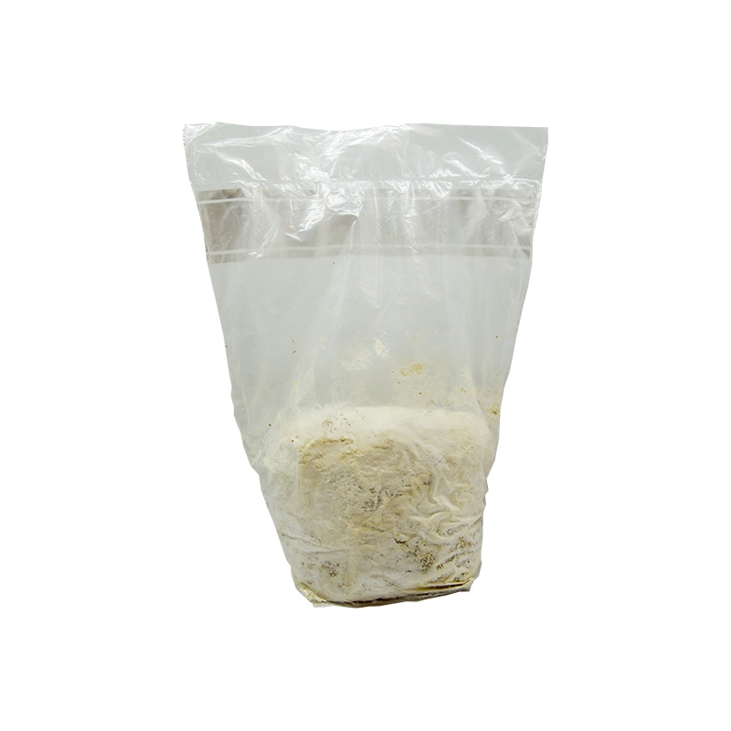 Trstnatec lupenitý substrát