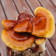 REISHI- Lesklokorka leská...