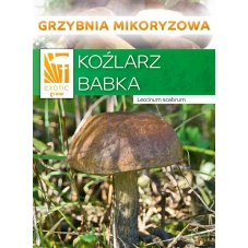 Kozák březový ( Leccinum...