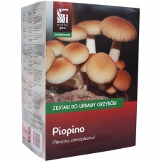 Agrocybe aegerita POLNIČKA...