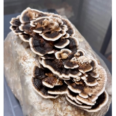 Ouctovka pestrá Trametes...