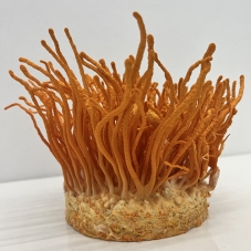 Cordyceps Militaris nádoba...