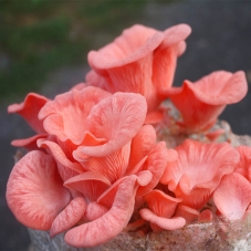 Hlíva růžová MUSHROOMS GROW...