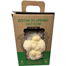Korálovec ježatý MUSHROOMS...