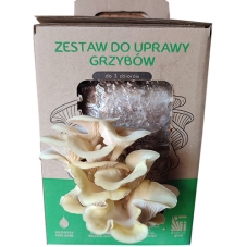Hlíva citrónová  MUSHROOMS...