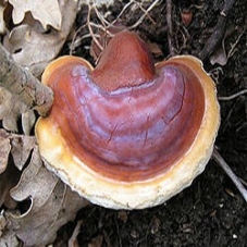 REISHI podhoubí na kolkáh 20 ks