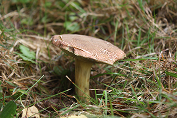 Hřib hnědý