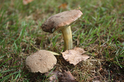 Boletus badius