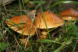 Boletus edulis