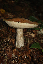Hřib hnědý