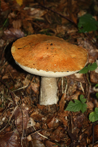 Boletus badius