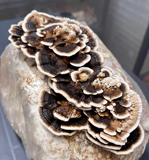 Trametes versicolor