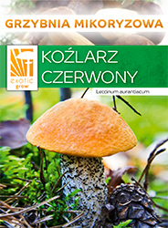Hřib hnědý