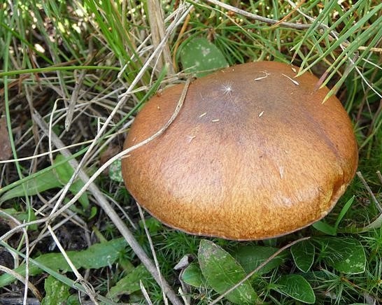 Hřib smrkový
