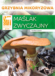 Borowik szlachetny-PLN-2-18-89069_front.