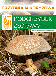 Hřib hnědý
