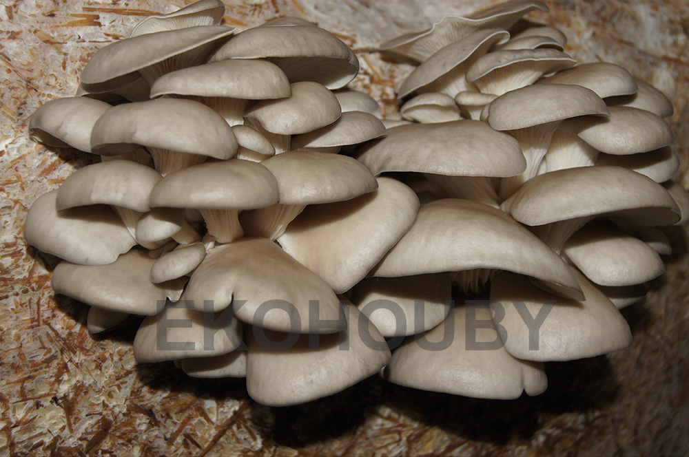 Pleurotus ostreatus