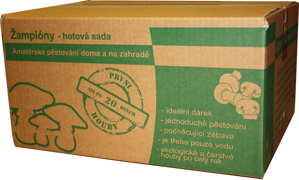 Žampion bilý