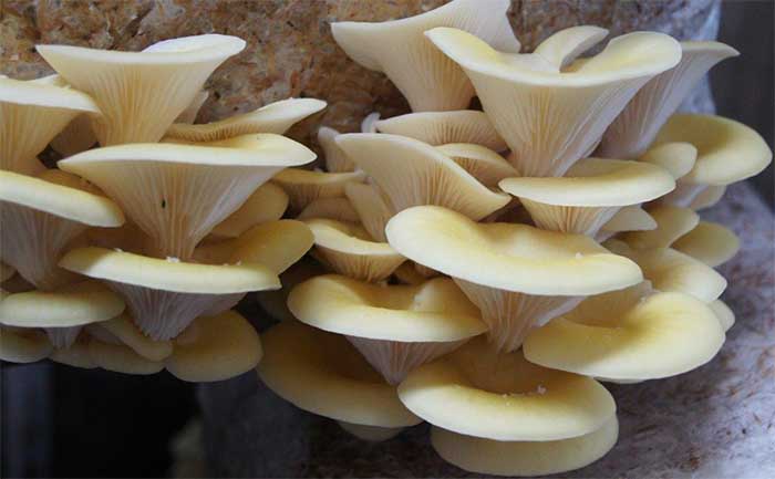 Pleurotus citrinopileatus