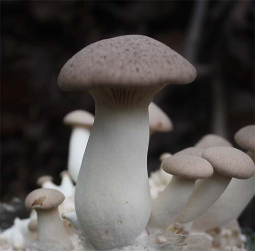 Pleurotus královský