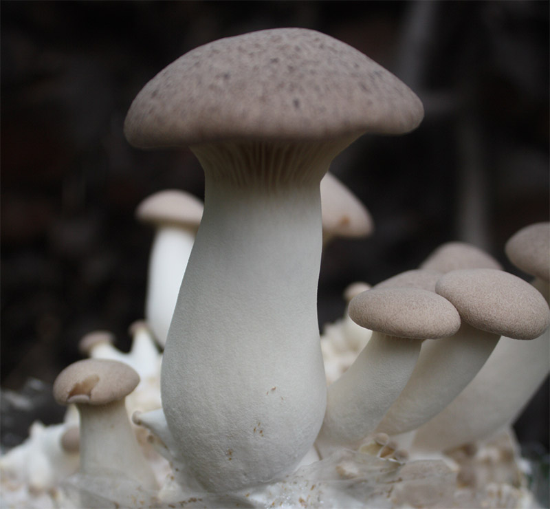 Pleurotus eryngii