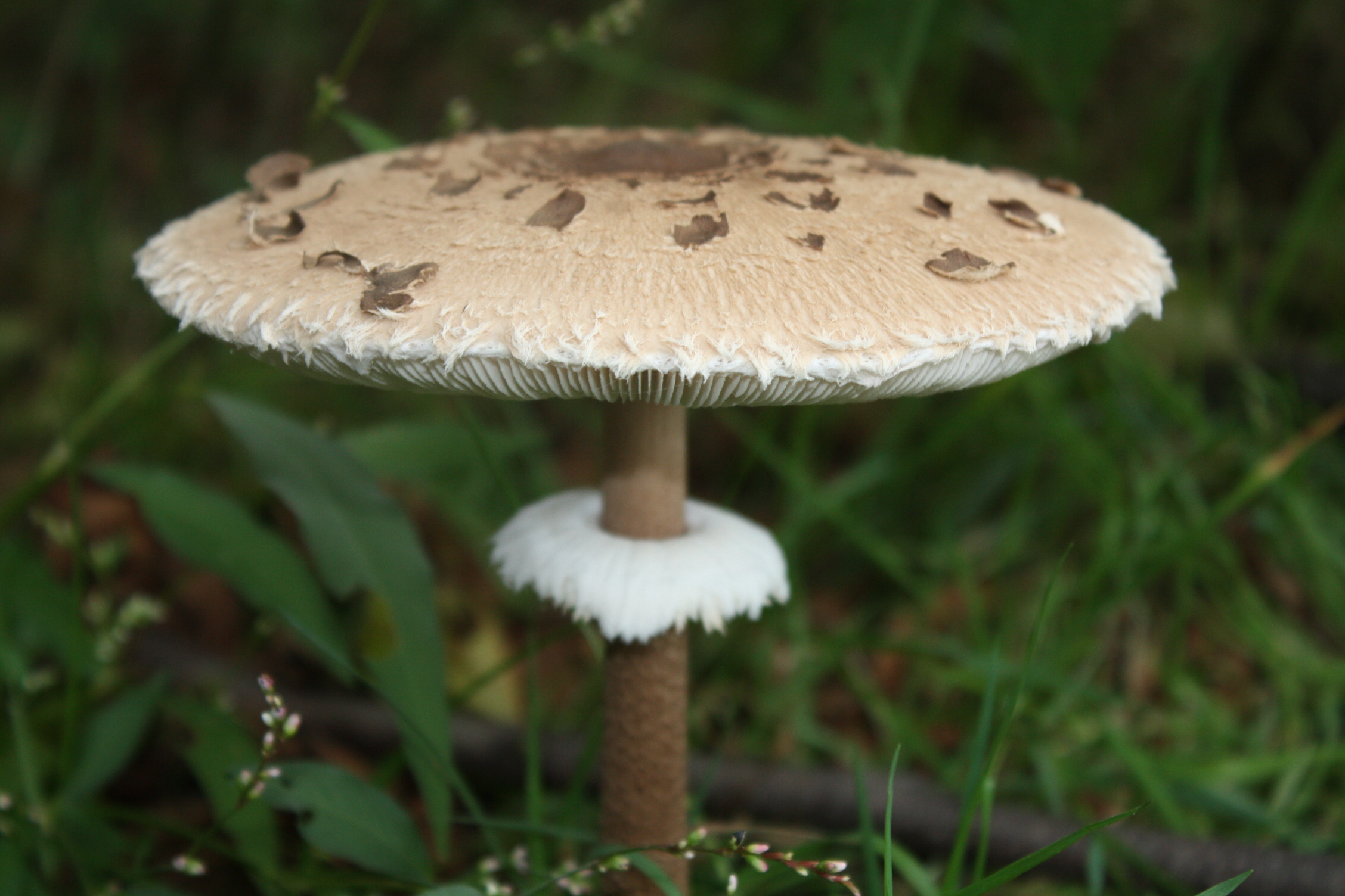 Bedla vysoká Macrolepiota procera