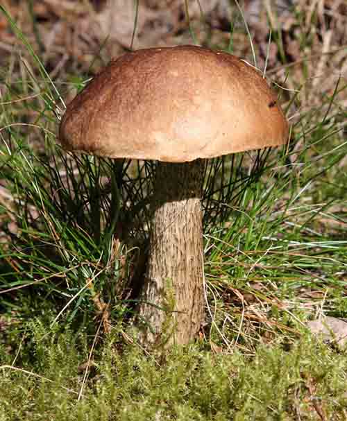 Leccinum scabrum