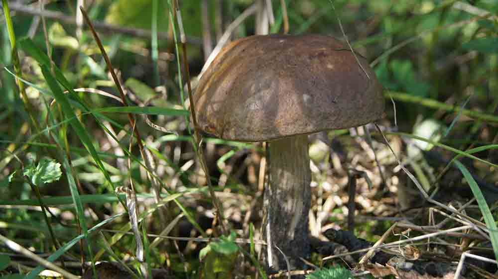 Leccinum scabrum