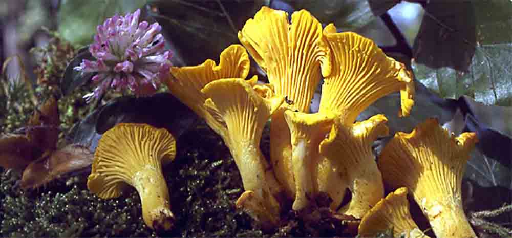 Leccinum scabrum