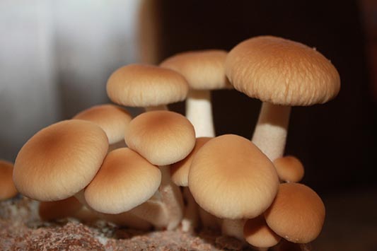 Agrocybe Aegerita