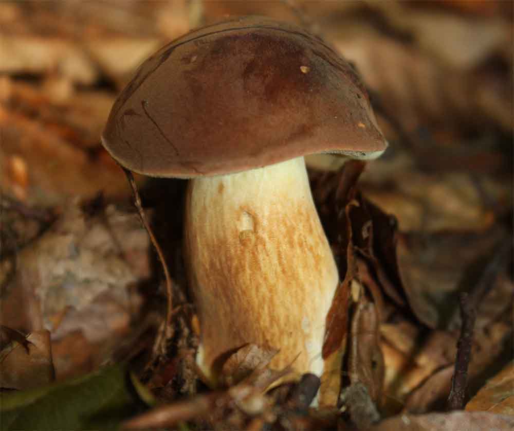 Boletus badius