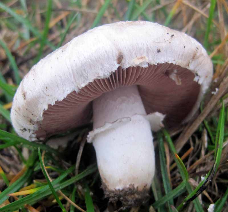 Agaricus compestris