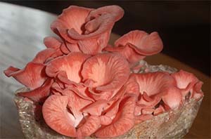 pleurotus djamor