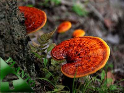 reishi