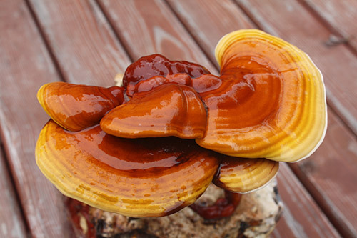 REISHI- LESKLOKORKA LESKÁ SUBSTRÁT 3,5KG