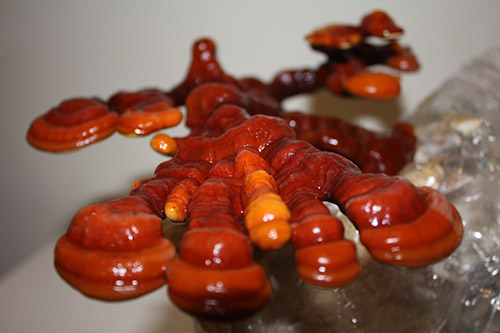 ekohouby_reishi.jpg