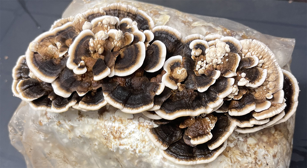 Ouctovka pestrá Trametes versicolor