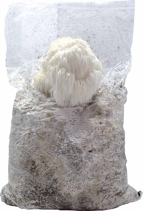 Hericium Erinaceus