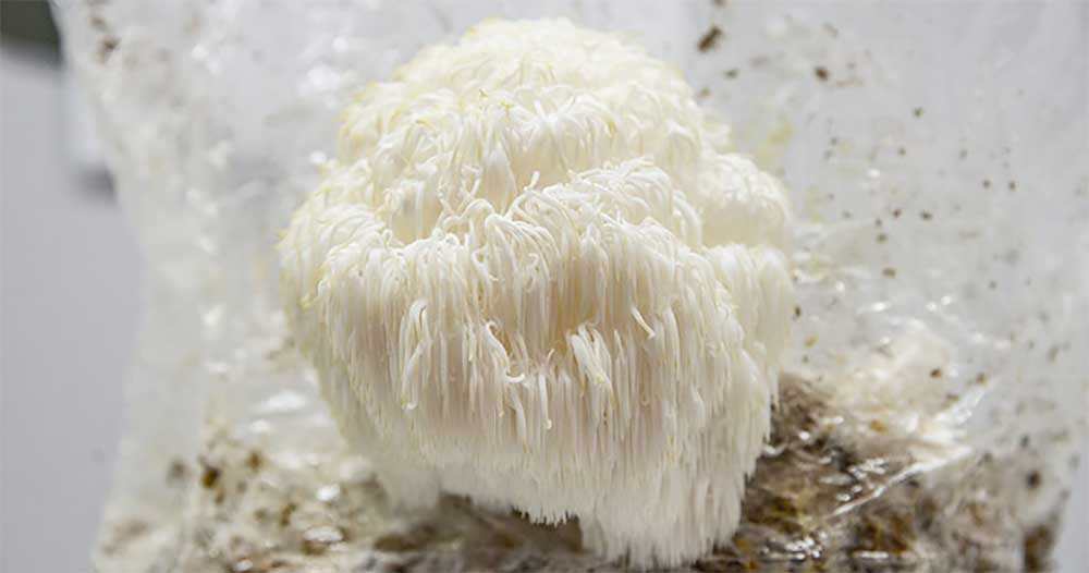 hericium erinaceus