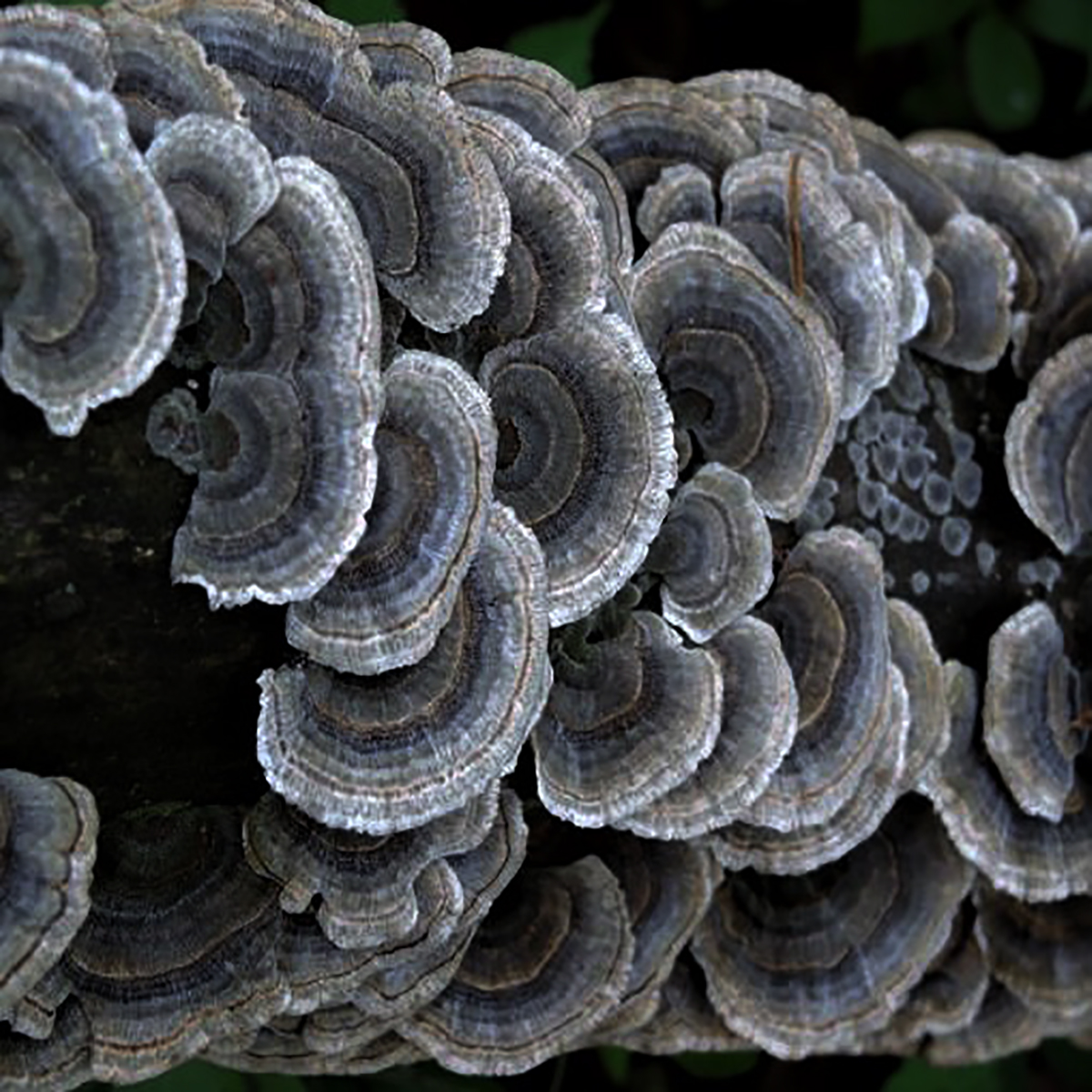 reishi