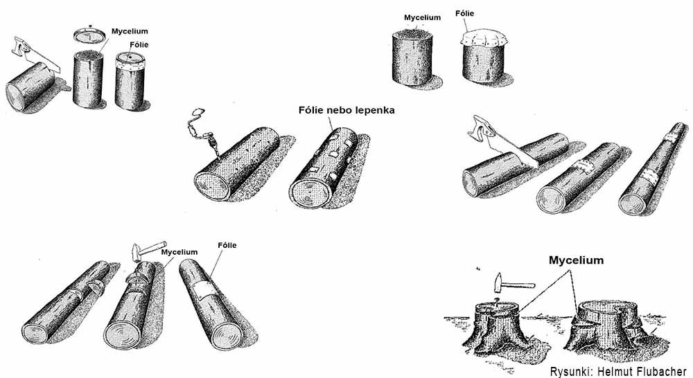 ekohouby