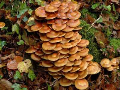 Kuehneromyces mutabilis